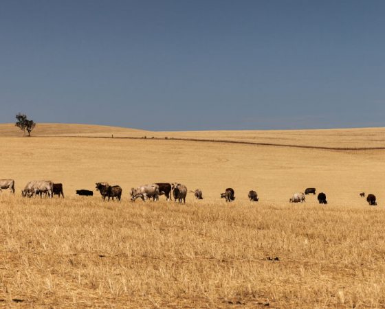 Agriculture and Forestry surveys